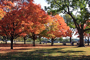 maple trees in Autumn on Washington DC's National Mall